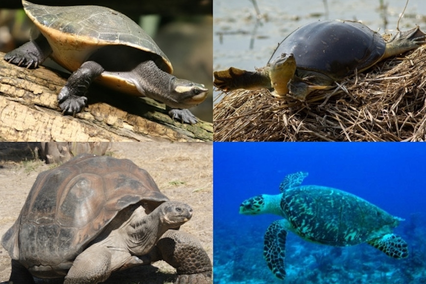  Four turtle species: Red-bellied short-necked turtle, Indian flapshell turtle, Galápagos tortoise, and Hawksbill sea turtle.