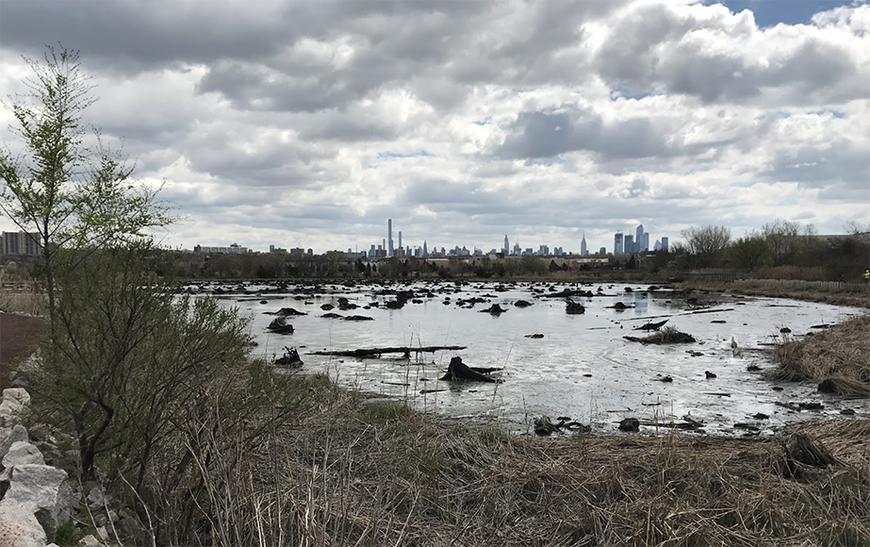 wetland with urban skyscrapers on the horizon