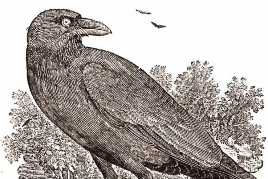 19th-century image of a raven, in black and white, standing in front of trees, from W. Tiler’s The Natural History of Birds, Beasts, Fishes, Serpents, and Insects (1862). 