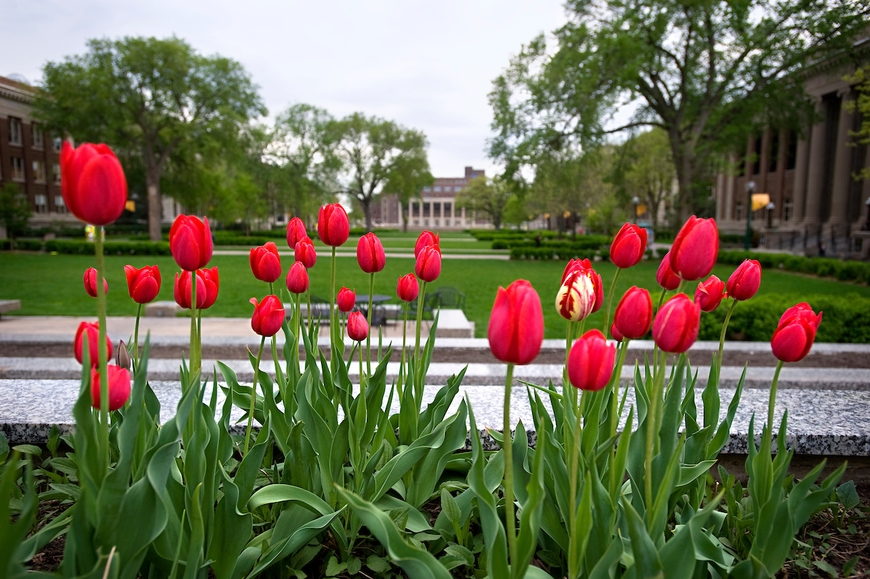 Red Tulips on the Mall