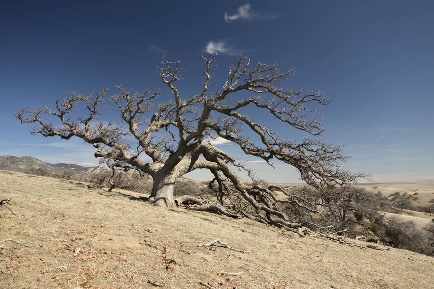 Blue oak trees are struggling to survive in California's drought-scorched foothills.