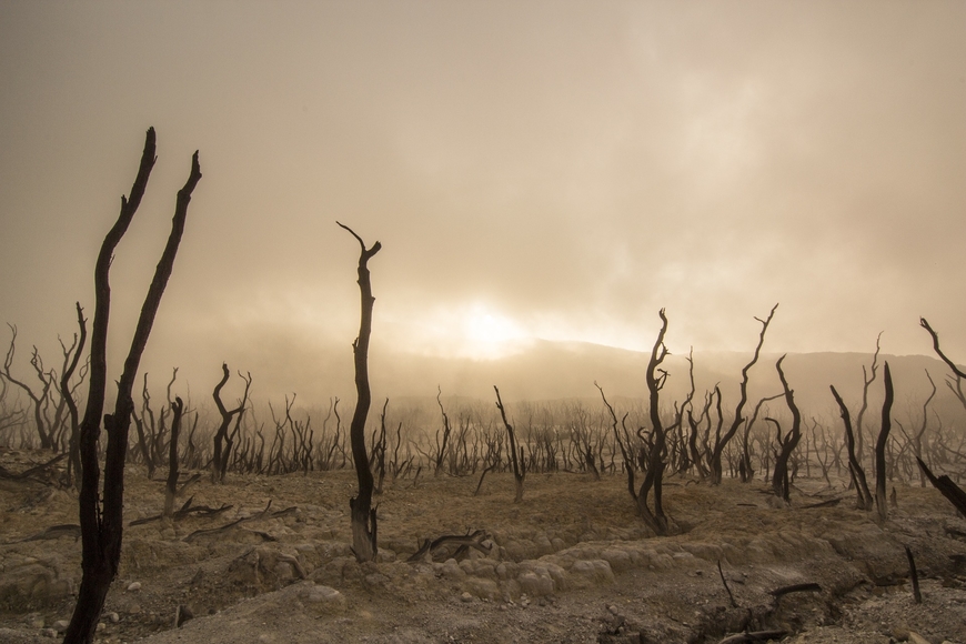 Decaying tree trunks sit on a dusty landscape with a brown and orange sky