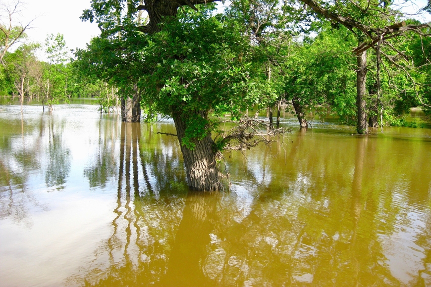 Submerged Bur Oak