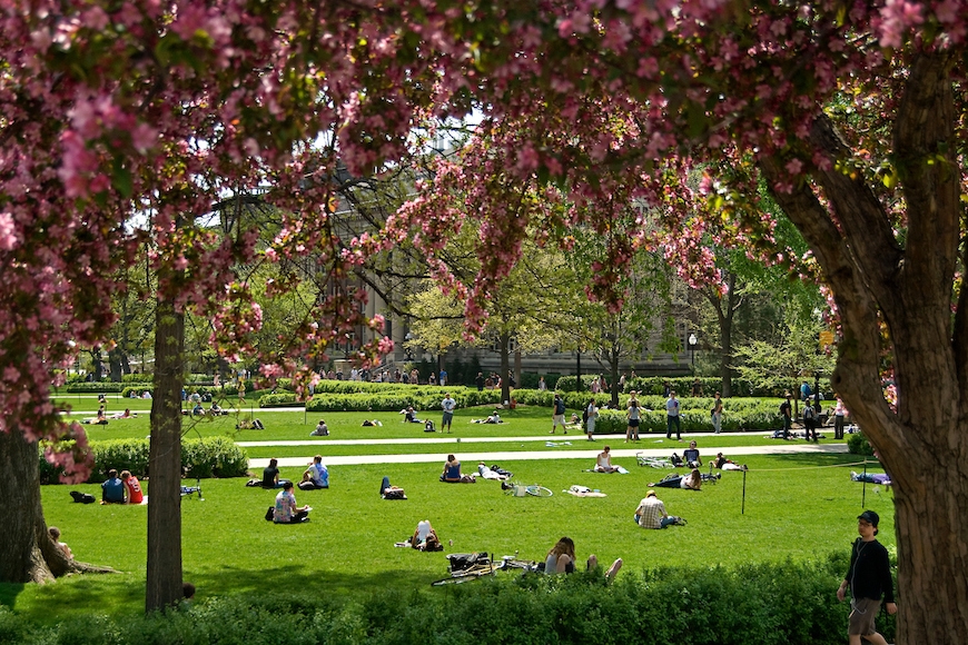 Students sitting on grass the Northrop Mall with blooming magnolia trees in the foreground