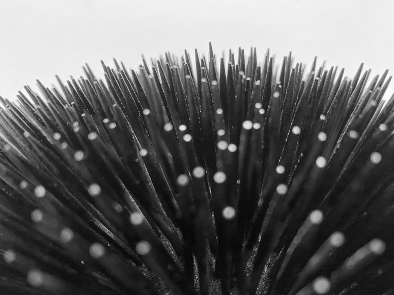 A close up image of a black hemispheric form, covered in black spikes. The forefront of the image is out of focus with white speckles, which reveal to be the tips of toothpicks as the image comes into focus.