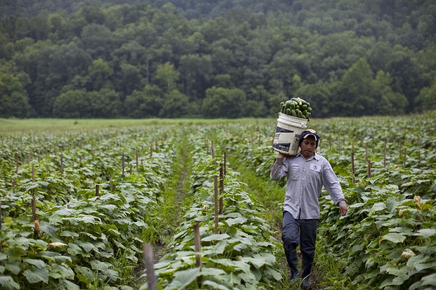Migrant Worker and Cucumbers, Blackwater, VA