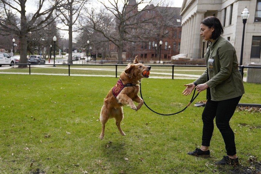 Frankie the therapy dog jumps with a ball in its mouth. A woman holds its leash as it jumps. 