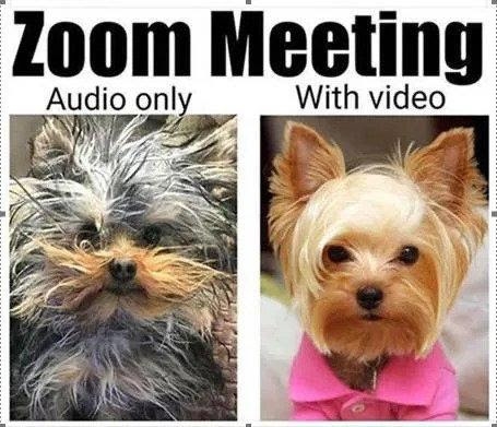GIF: "Zoom meeting" across the top. An image of an ungroomed dog with "without video" written above it, and an image of a well-groomed dog with "with video" written above it.