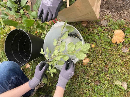 Gloved hands remove small black berries from a branch and collect them in a bucket