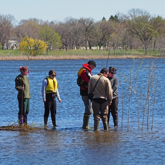 Five people stand in shallow water surveying a group of saplings growing out of a lake.