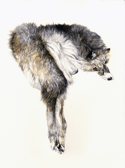 A lithographh print of a wolf hyde including the head and face.