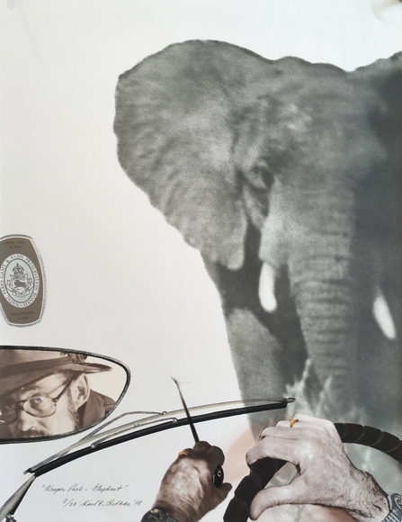 Collage of a man driving a car towards an elephant