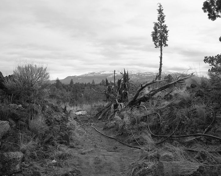 Landscape in black and white, snow-capped mountains in the background with rough bushes and vines lining a dirt path in the foreground