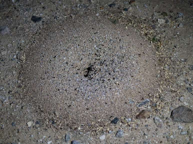 Aerial view of a small anthill with rocks and pebbles surrounding its base.