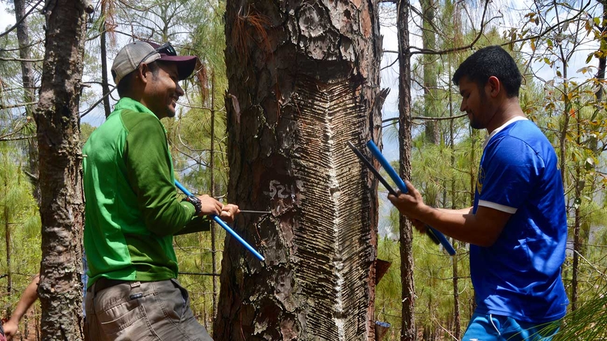 Uday collaborates with another student on research at the base of a large tree.
