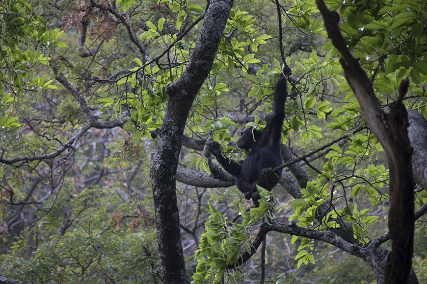 Sheldon the chimpanzee rests in a tree.