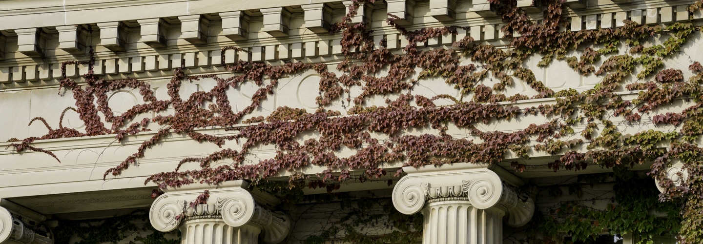Fall ivy vines on building detail