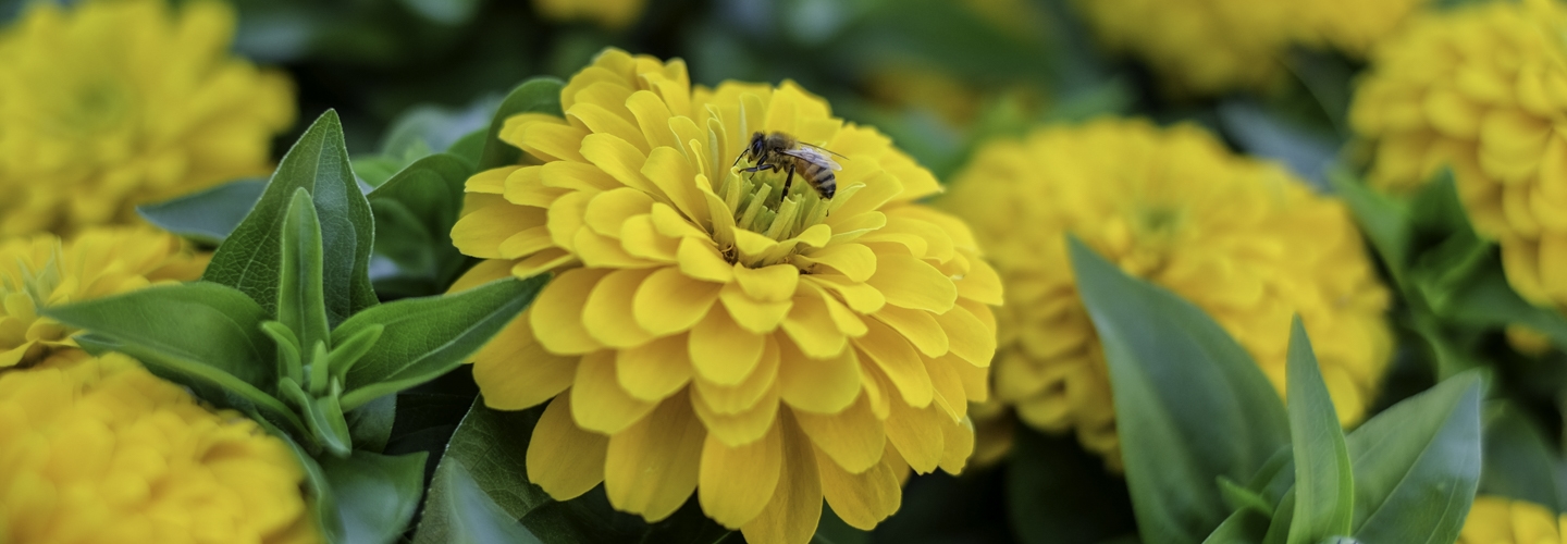 Close up of bee on yellow flower