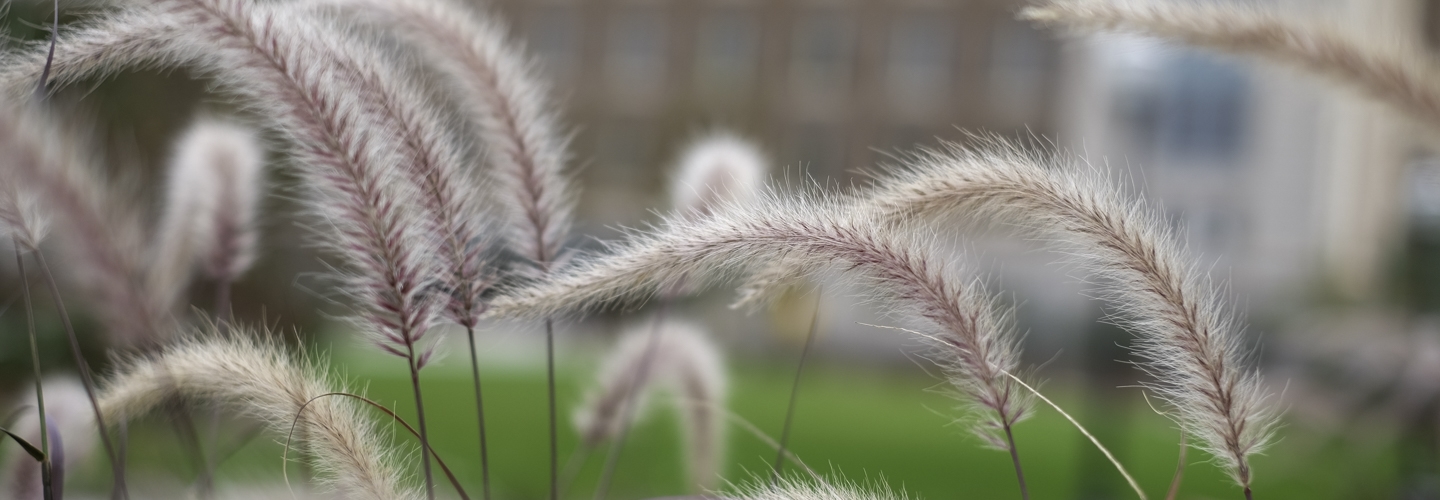 Closeup of grasses swaying in the wind