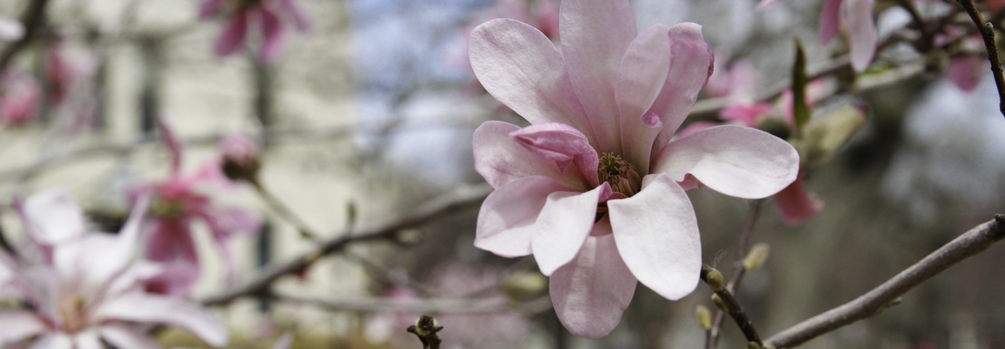 Closeup of magnolia tree flower