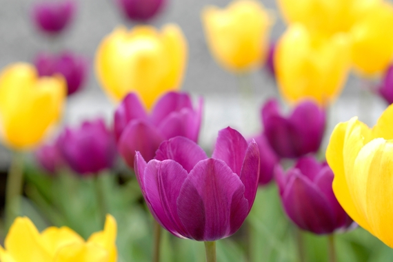 Close up of maroon and gold tulips