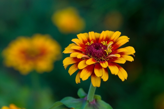 Photo of a maroon and gold flower