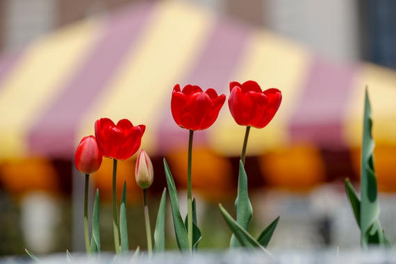 Red blooming tulips in front of a maroon and gold tent