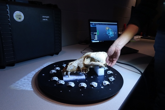 A person using a Creaform 3D scanner to scan an animal skull specimen