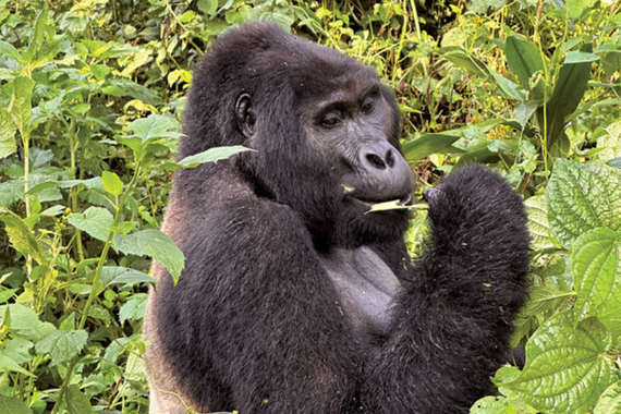 An ape eating greens