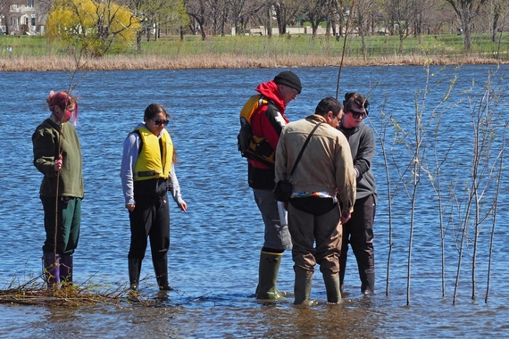 Five people stand in shallow water surveying a cluster of thin saplings planted in a lake