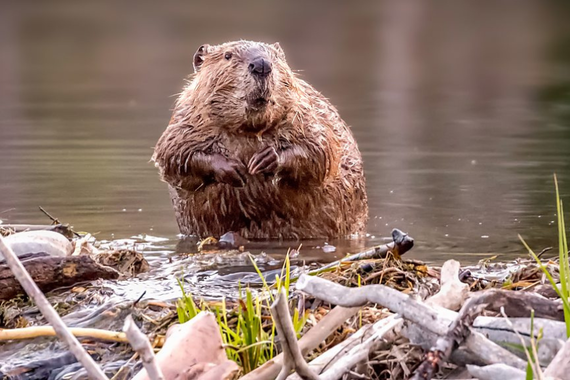 Beavers are often referred to as nature's engineers – as well as firefighters (Credit: Getty Images)