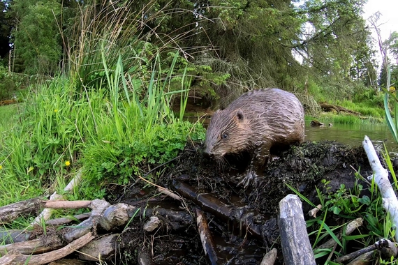 A beaver standing on its dam