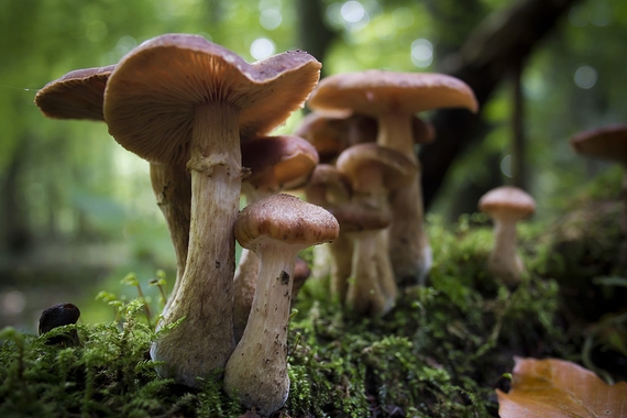 A family of white-stalked, brown capped mushrooms in a mossy woodland.