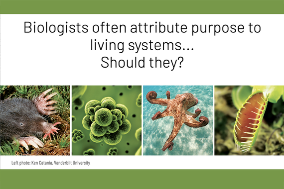 Screenshot of "Biologists often attribute purpose to living systems...Should they?"
