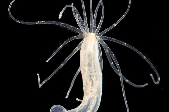 Image of a Nematostella vectensis, a many tentacled spineless sea anemone, white on a black background