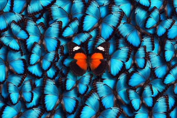 Blue butterflies with one orange one in the center.