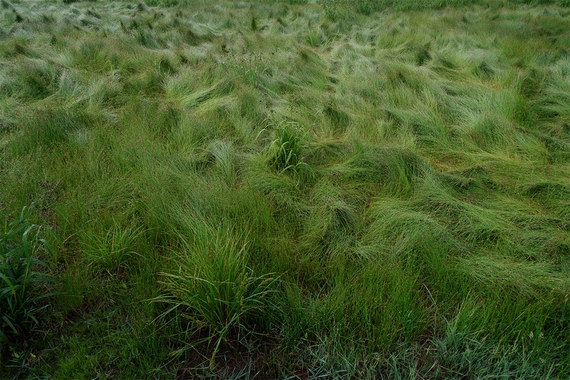 photograph of undulating green prairie grass