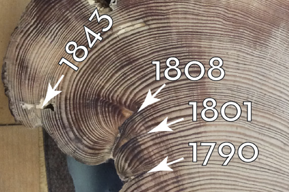 Cross-section of a tree showing its rings. Arrows point to specific rings showing the years of 1843, 1808, 1801, and 1790.