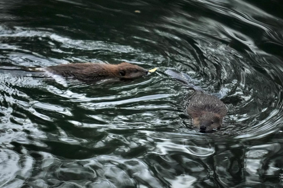 Two beavers swim in Napa Creek last year. Populations have rebounded in the Sierra Nevada, northeastern California and along the Salinas River Corridor from San Luis Obispo to Monterey. (Godofredo A. Vasquez / Associated Press)