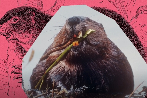 Beaver chewing on a stick against a background of a beaver drawing