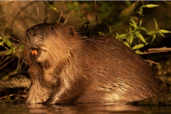 Beaver crouched in shallow water