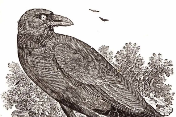 19th-century image of a raven, in black and white, standing in front of trees, from W. Tiler’s The Natural History of Birds, Beasts, Fishes, Serpents, and Insects (1862). 