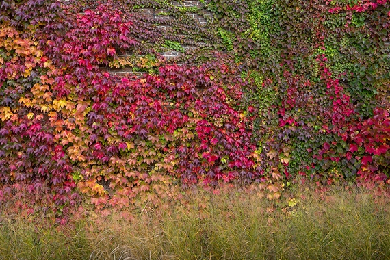 Multi colored fall ivy on brick wall