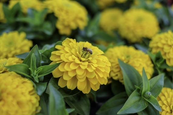 Closeup of bee on yellow flower