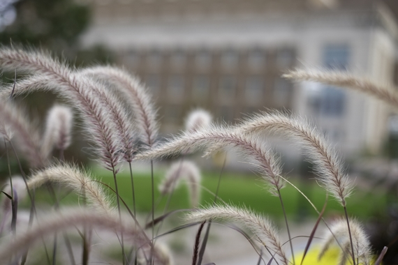 Closeup of grasses swaying in the wind. A University of Minnesota Twin Cities campus building is in the background.
