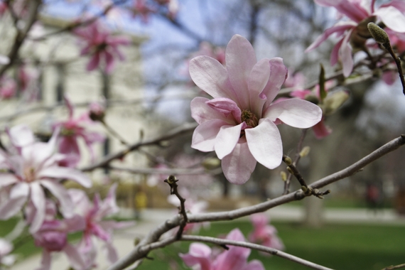 Closeup image of magnolia tree flower
