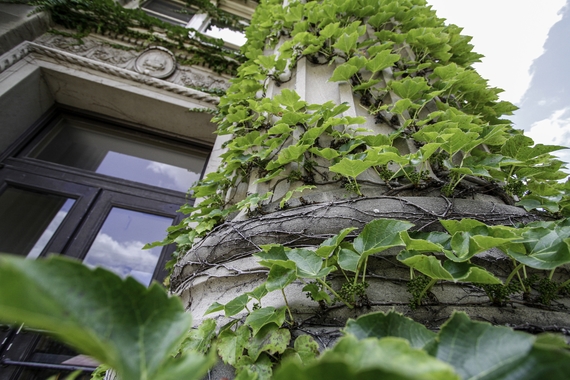 Ivy growing up a column of Johnston Hall
