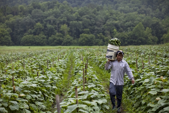 Image of a migrant worker in a big field