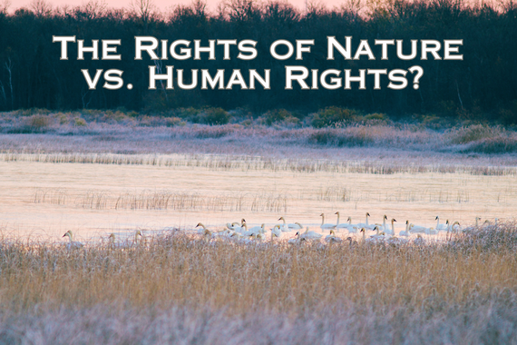 image of a pond with swans with text across the top that says "The Rights of Nature vs. Human Rights?"