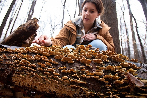 A woman bends over to examine mushrooms growing on a dead log
